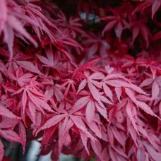 Vaher ATROPURPUREUM